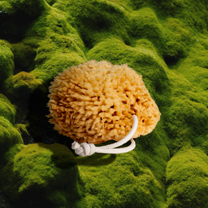 Natural Wool Sea Sponge (Case of 12)