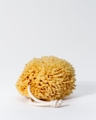 Natural Wool Sea Sponge (Case of 12)